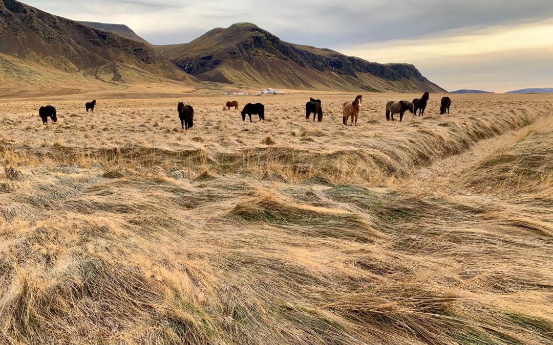 Willkommen auf Island – Von Keflavík nach Snæfellsnes